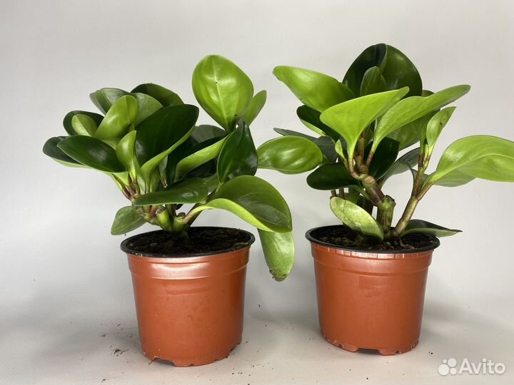 Пеперомия туполистная комнатные цветы