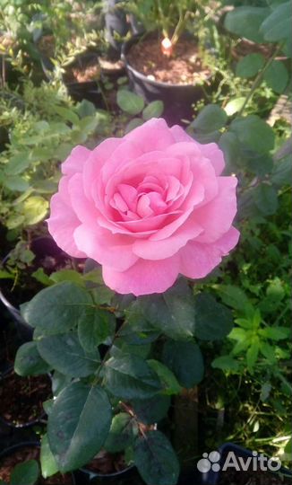 Розы из сада