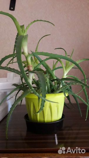 Алоэ столетник от 3 лет