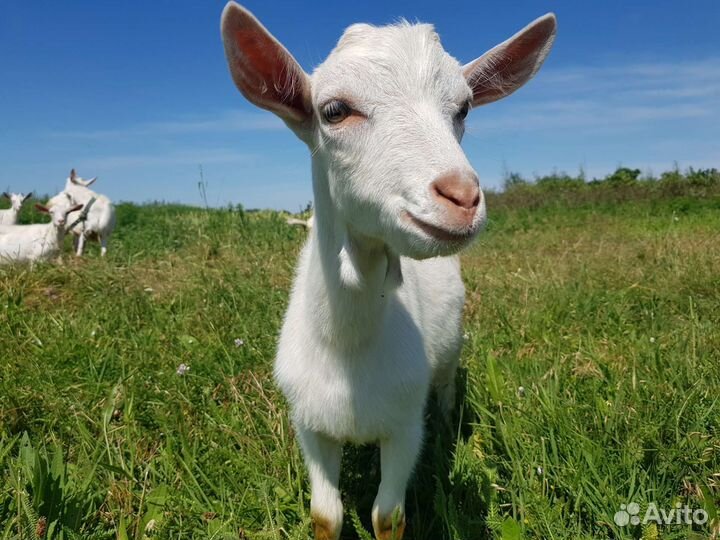 Зааненская коза