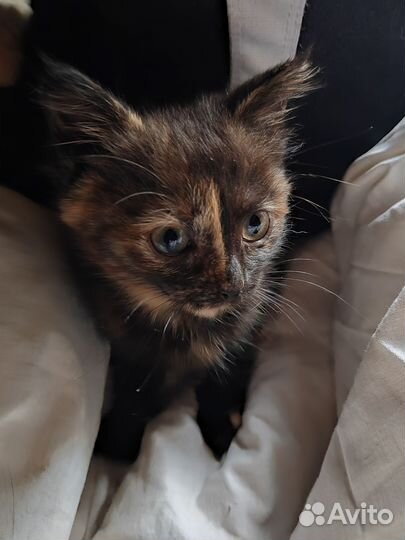 Кошка в дар бесплатно