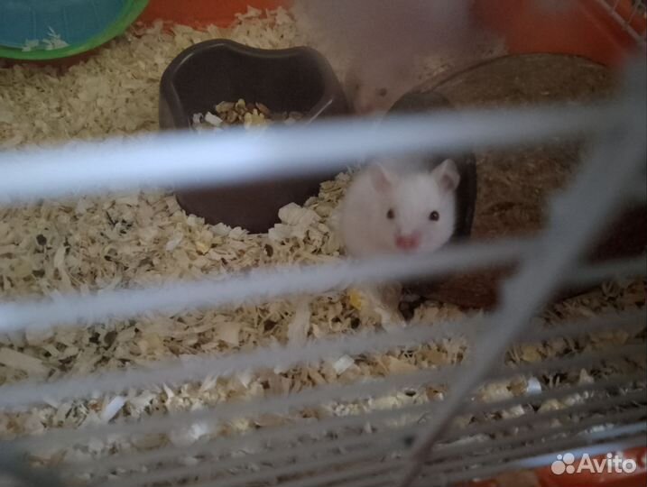 Сирийский хомяк