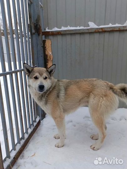 Собака в добрые руки отдам бесплатно