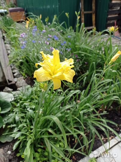 Лилейники сортовые