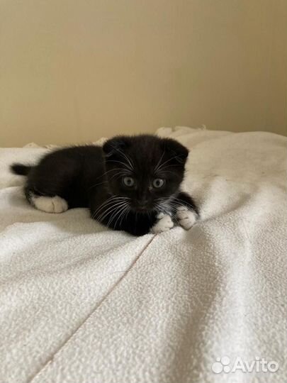 Котята в добрые руки бесплатно