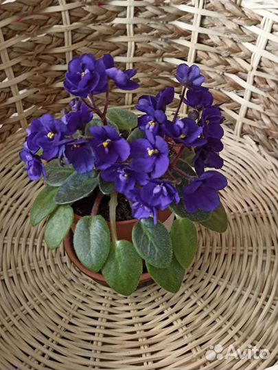 Сортовые Фиалки