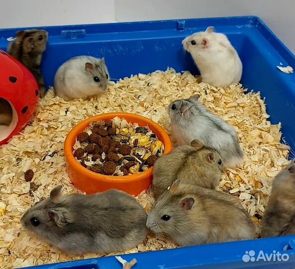 Джунгарские хомячки