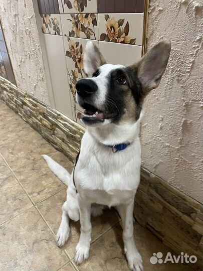 Щенок в добрые руки