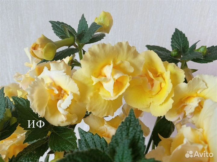 Ахименесы ризомы