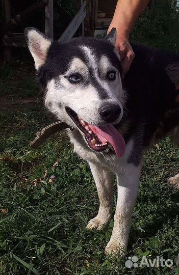 Отдам бесплатно животные