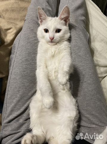 Белый котенок девочка в добрые руки