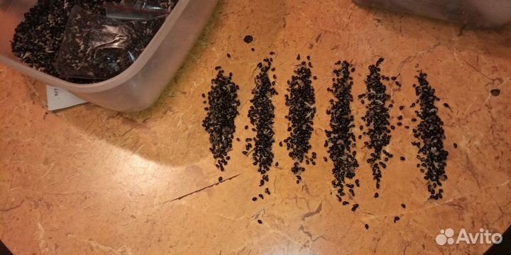 Семена Эводии Даниэля