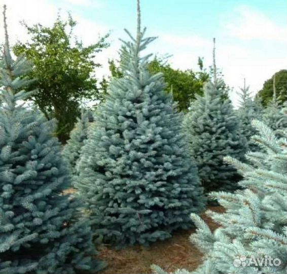 Ель голубая фат Альберт