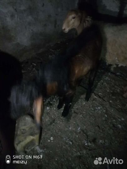 Нубийский козел