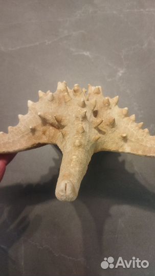 Морская звезда 23 см