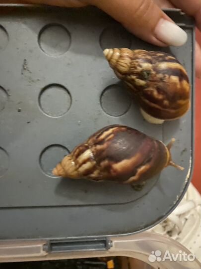 Улитки ахатины