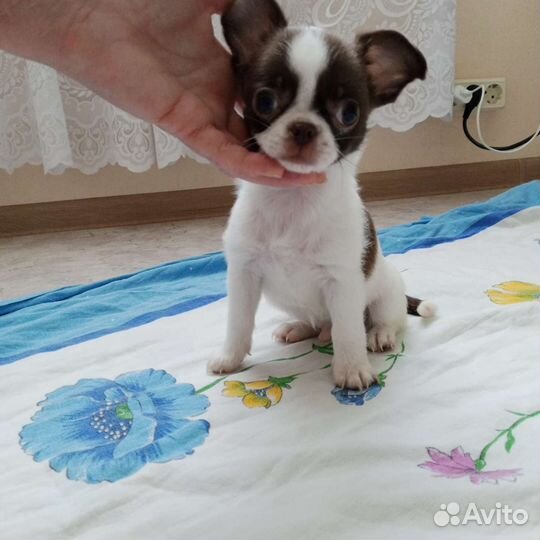 Щенки чихуахуа