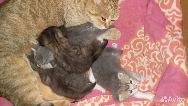 Отдам в хорошие руки