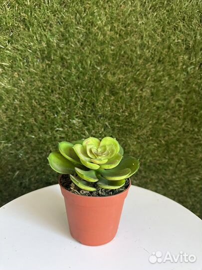 Искусственные цветы новые