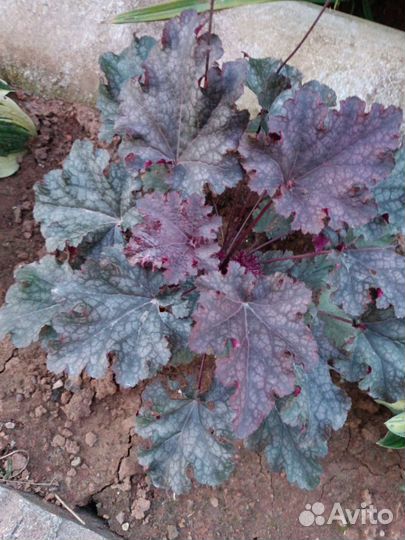 Набор садовых цветов