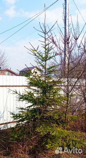 Ель и туя 3 метра по одной шт