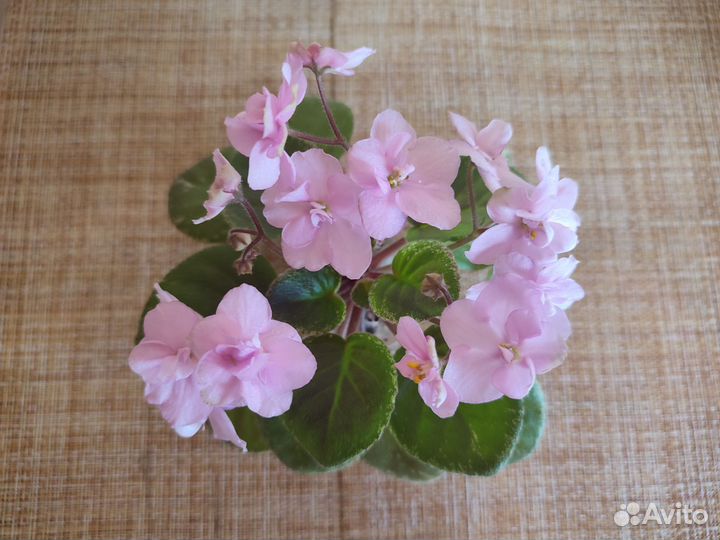 Набор деток мини фиалок