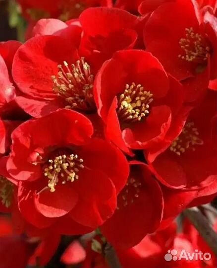 Айва (Хеномелес) Боуль де Фе