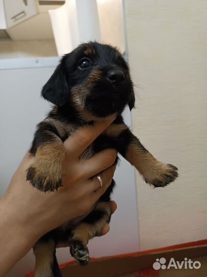 Щенок таксы