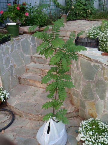 Саженцы липы, рябины, клена, каштана, березы