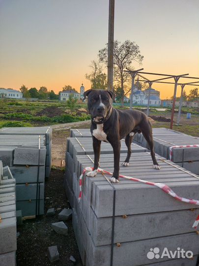 Питбуль вязка