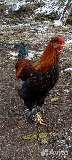 Красивые петушки