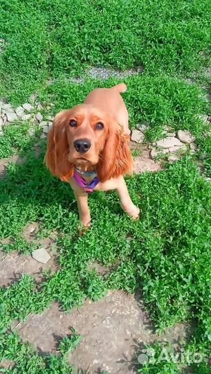 Передержка животных