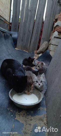 Котята отдам в добрые руки бесплатно