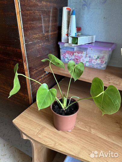 Антуриум красный