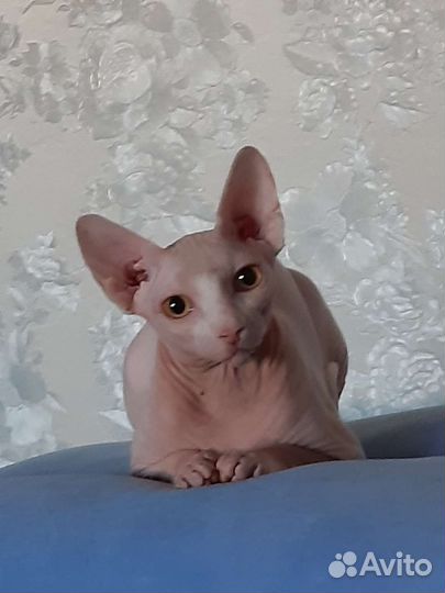 Котенок Эльф-Страйт