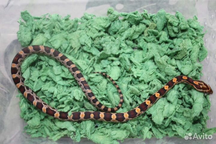 Маисовый полоз