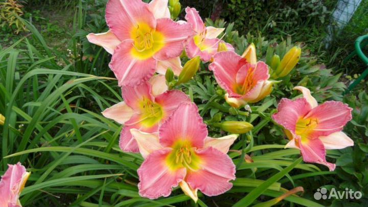 Лилейники Финал Тач