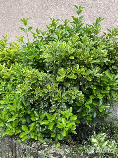 Бересклет, Акуба