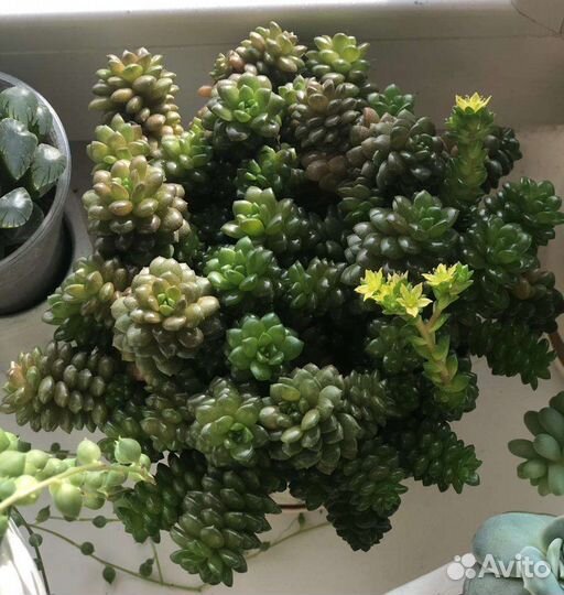 Комнатные растения суккуленты