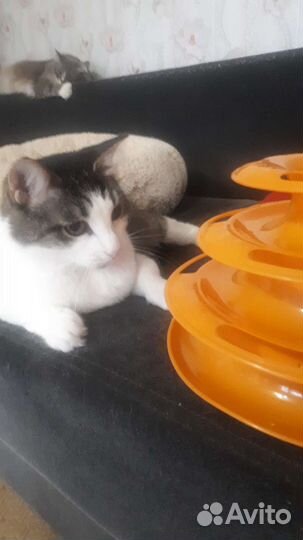 Даша ищет семью