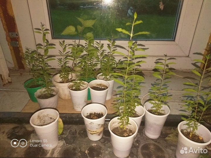 Комнатный гранат