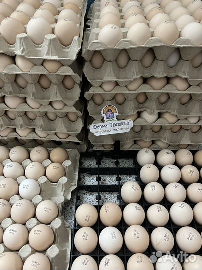 Цыплята бройлеры суточные Росс 308