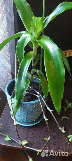 Золотой ус в горшке