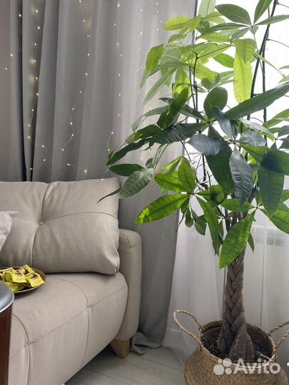 Пахира пальма высокая 165 см