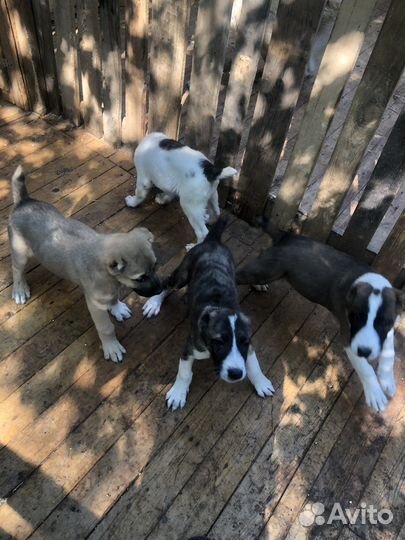 Щенки алабая