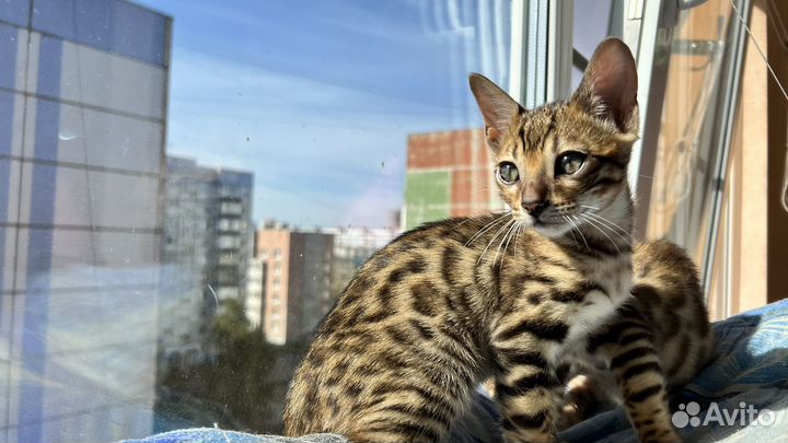 Бенгальские котята