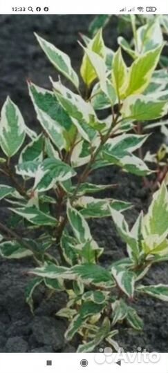 Дерен белый Элегантисимус