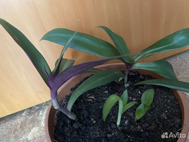 Цветок Рео, традесканция. Ладья Моисея