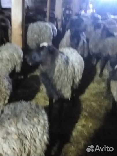 Романовские бараны, овцы