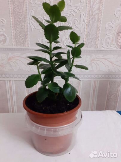 Комнатные цветы